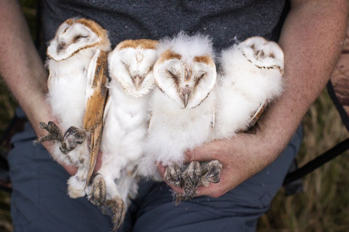 Brood of barn owls chicks are ringed