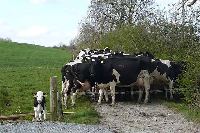 R2564 : Cattle at Ardnagla R2564 : Cattle at Ardnagla