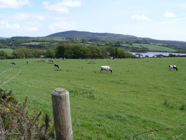 W0630 : Friesian cows grazing - Inishbeg Townland W0630 : Friesian cows grazing - Inishbeg Townland