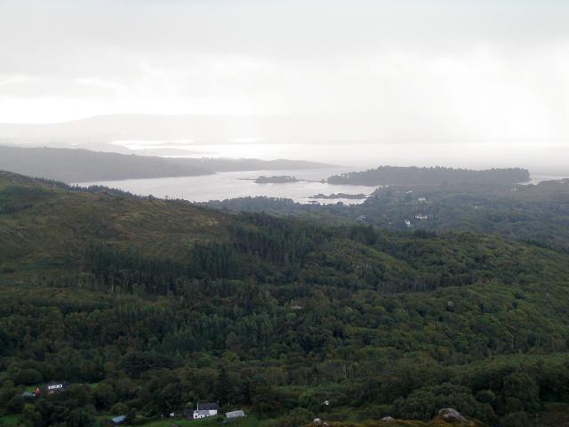 V9158 : Forest north west of Glengarriff, Bear peninsula