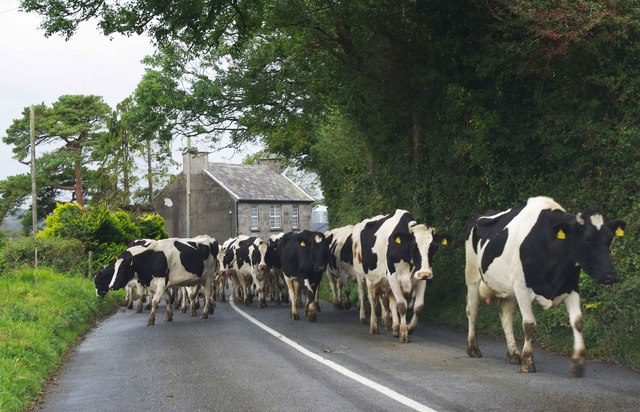 R6284 : Rural road hazard on the R461, near Scarriff/An Scairbh R6284 : Rural road hazard on the R461, near Scarriff/An Scairbh