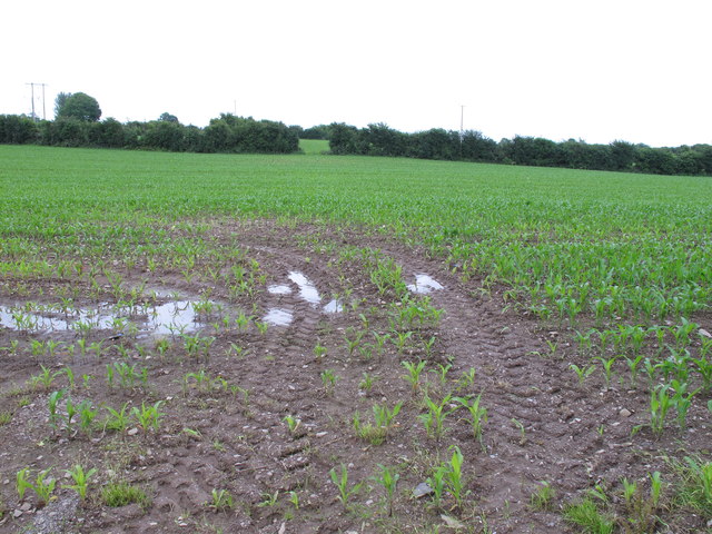 W6170 : Young maize plants near Clash, Cork