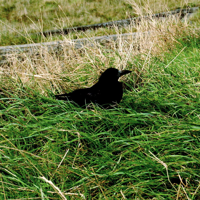 R0492 : Cliffs of Moher - Black Bird (Rook) R0492 : Cliffs of Moher - Black Bird (Rook)