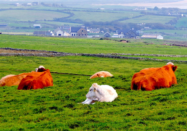 R0491 : County Clare - R478 - Cliffs of Moher - Cattle Resting in Grass on Hilltop R0491 : County Clare - R478 - Cliffs of Moher - Cattle Resting in Grass on Hilltop