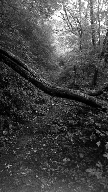 W7273 : Autumnal day in Glanmire