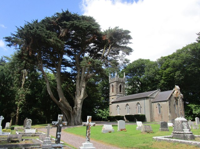 W5572 : Cedar tree and St. Senan's church W5572 : Cedar tree and St. Senan's church