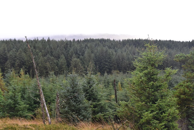 H0735 : Forest, Cavan Burren H0735 : Forest, Cavan Burren