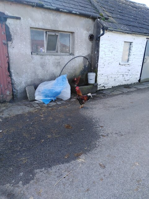 R1288 : Cockerel outside Ennistymon R1288 : Cockerel outside Ennistymon