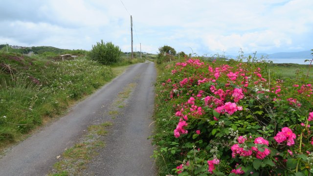 V7343 : Wild roses along lane between Rerrin and Cloonaghlin V7343 : Wild roses along lane between Rerrin and Cloonaghlin
