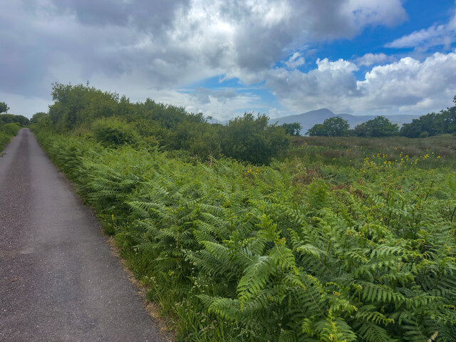 V9549 : Field of flags V9549 : Field of flags