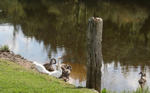 S7237 : Saint Mullins Swan's S7237 : Saint Mullins Swan's