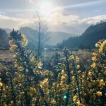 a field with yellow flowers and mountains in the background