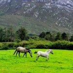 Two horses running in a field with a mountain in the background