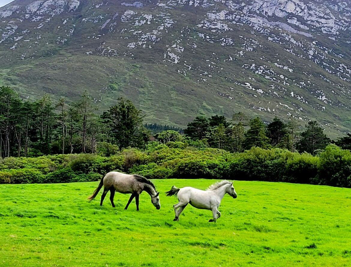 Two horses running in a field with a mountain in the background