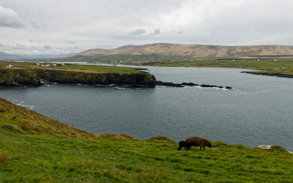A sheep grazes on a grassy hill overlooking a bay.