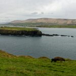 A sheep grazes on a grassy hill overlooking a bay.