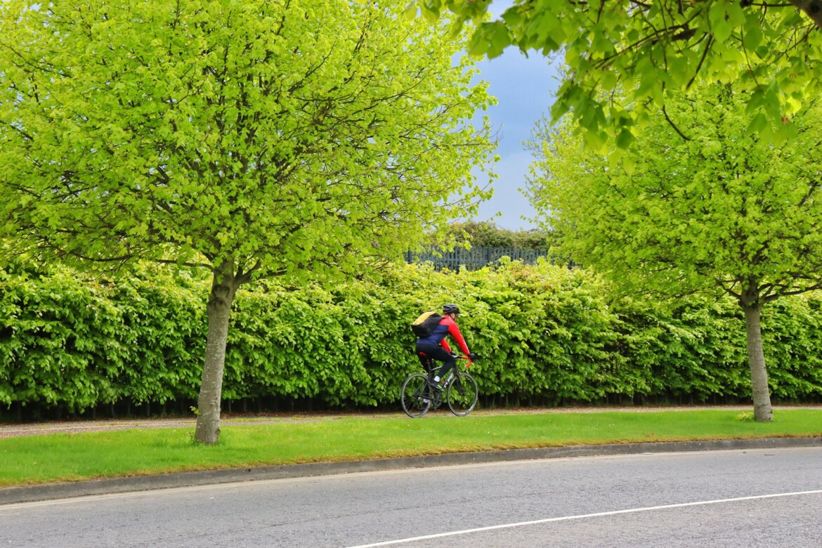 a person riding a bicycle on a road with trees on either side