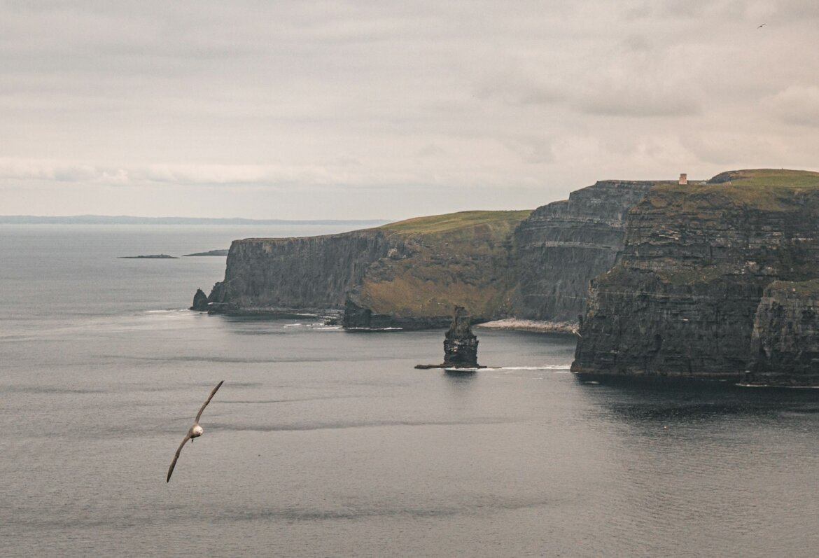 Seagull flies over ocean near dramatic cliffs