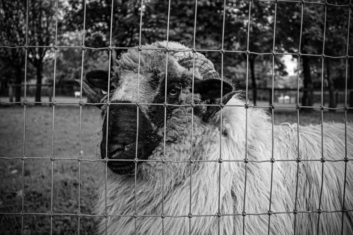 a black and white photo of a sheep behind a fence