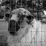 a black and white photo of a sheep behind a fence