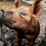 a small brown pig standing next to a stone wall