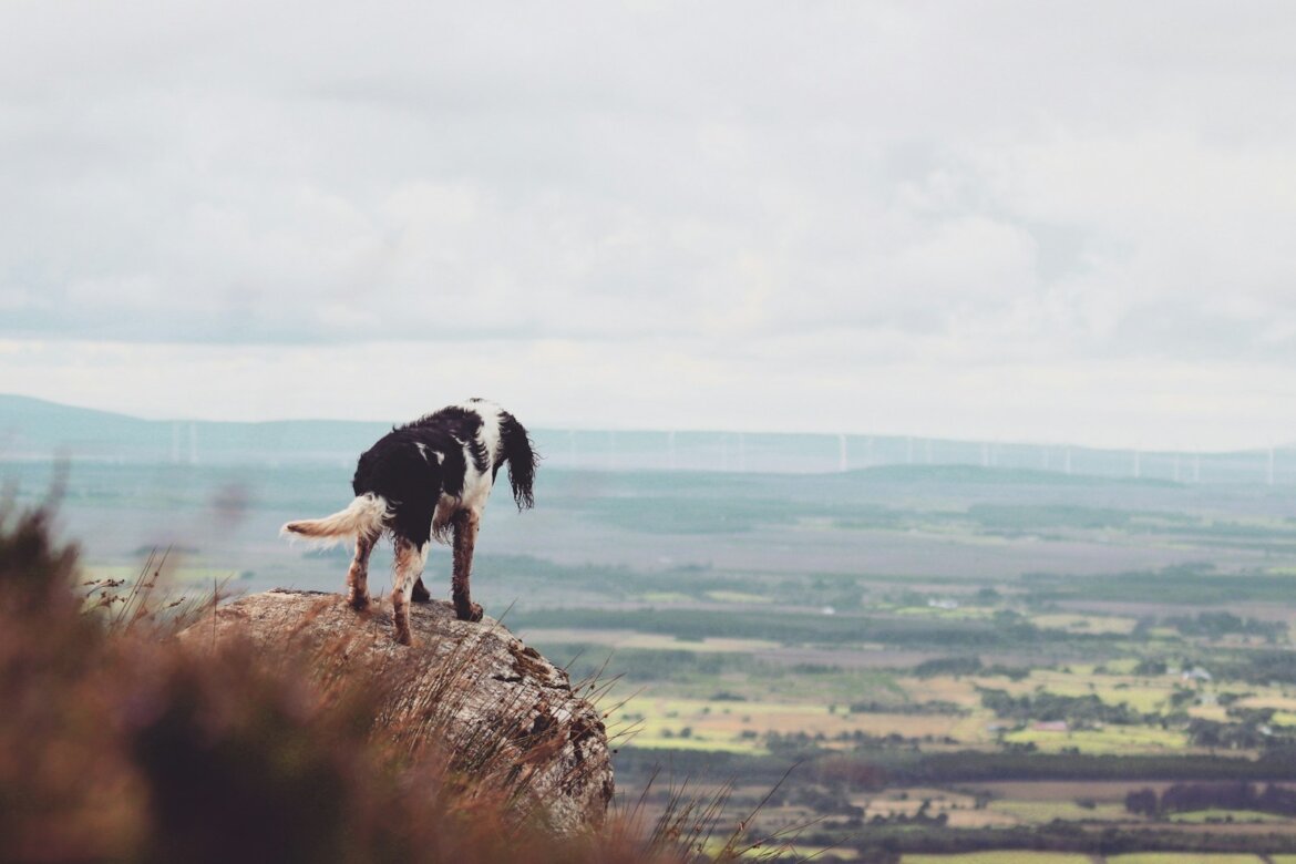 a black and white dog standing on top of a rock