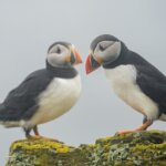a couple of birds standing on top of a rock