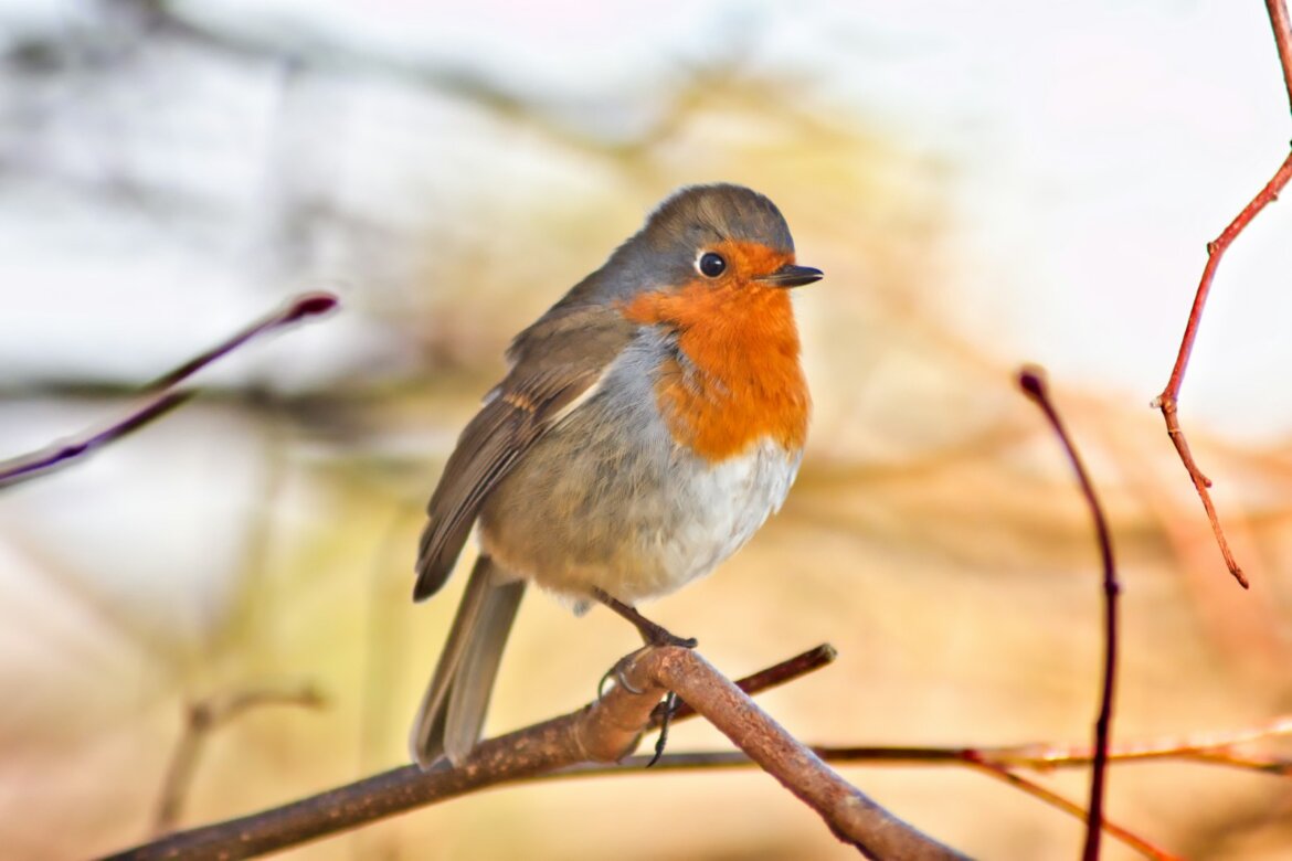 brown and white bird on brown tree branch